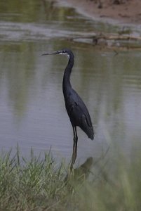 Western reef heron