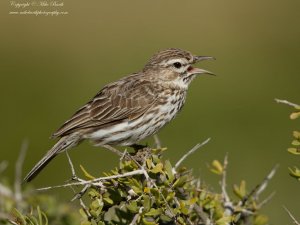 Karoo Lark