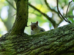 Grey Squirrel peeking
