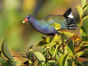Purple Gallinule Climbing for Blossoms