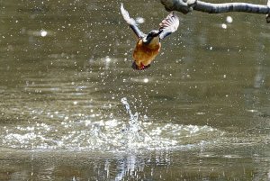 Japanese Kingfisher