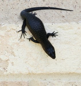 skink