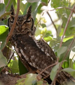 Greyish Eagle Owl