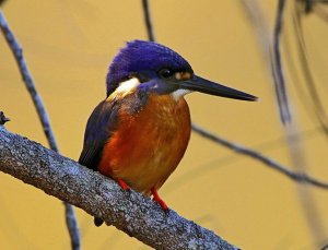 Azure Kingfisher