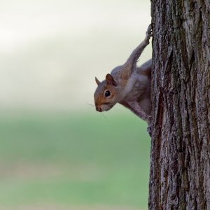 Grey Squirrel on a tree