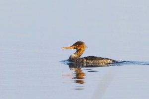 Red-breasted merganser