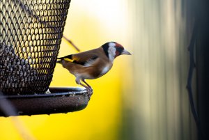 Goldfinch