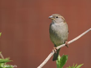 House Sparrow