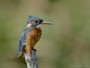 Kingfisher