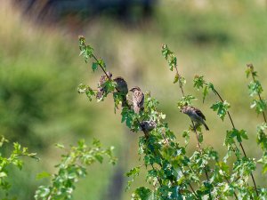 House Sparrows