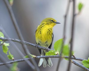 Pine Warbler