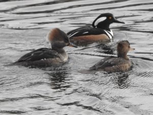 Hooded Merganser