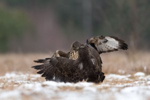 Buteo buteo