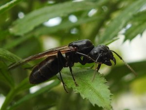 Carpenter Ant or flying ant