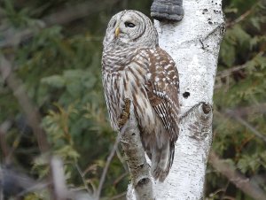 a few people looking at me-barred owl