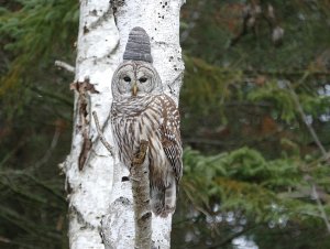 total road block for barred owl