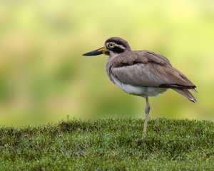 Indian stone-curlew