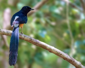 White-rumped Shama