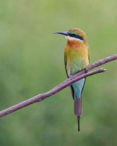 Blue-tailed bee-eater