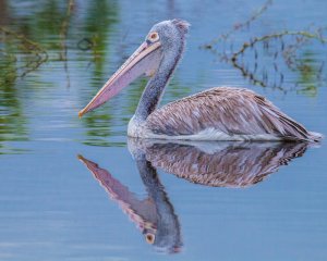 Spot-billed pelican