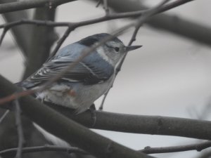 White-Breasted Nuthatch