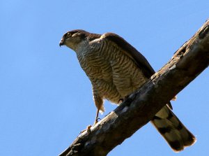 Female SparrowHawk