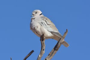 Cape Turtle Dove / Ring-necked dove