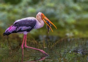 Painted stork with it's prey