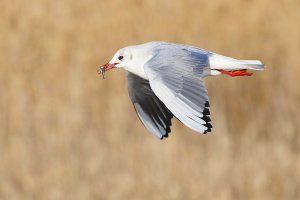 Black-headed Gull