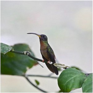 Rufous-breasted Hermit (male)