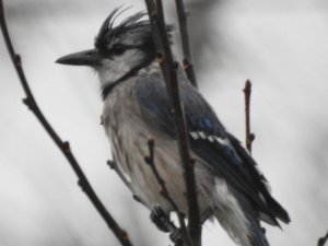 Blue Jay