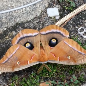 Polyphemus Moth