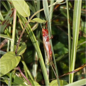 Fork-tailed Bush Katydid