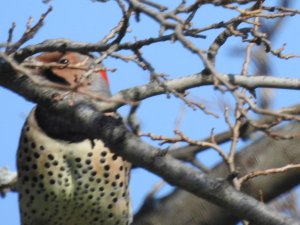 northern flicker or yellow-shafted flicker