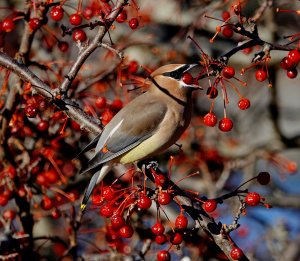 Cedar Waxwing