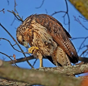 Immature Great Black Hawk