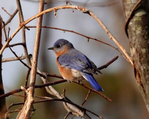 Eastern Bluebird