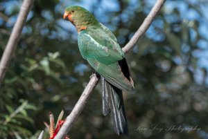 Australian King Parrot ( Imm Male )