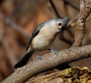 Tufted Titmouse