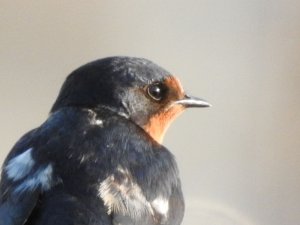 Barn Swallow