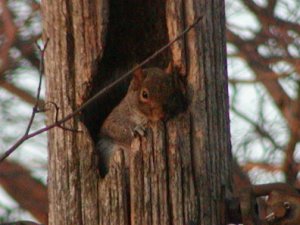 Eastern Gray Squirrel