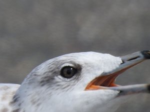 Ringed-billed Gull
