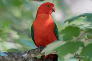 Australian King Parrot ( Male )