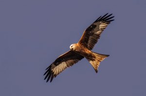 Red Kite