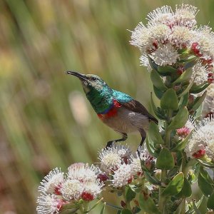 Southern Double-collared sunbird