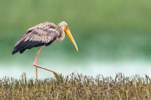 Painted Stork - Juvenile