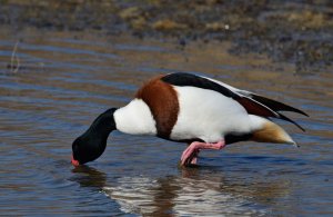 Common Shelduck