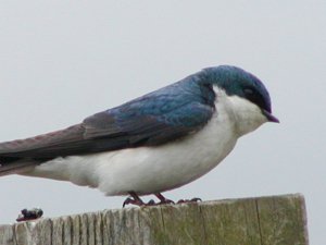 Tree Swallow