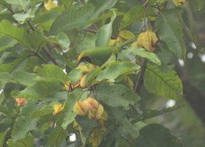 Golden-fronted Leafbird - Male