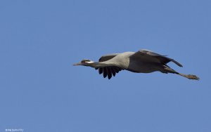 demoiselle crane